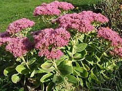 Attēlu rezultāti vaicājumam “Hylotelephium maximum”