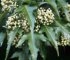 Attēlu rezultāti vaicājumam “Acer tataricum subsp. ginnala bud”