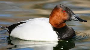 Image result for Aythya valisineria