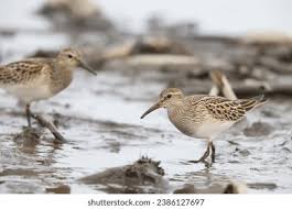 Image result for Calidris melanotos