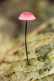 Attēlu rezultāti vaicājumam “Marasmius sp.”