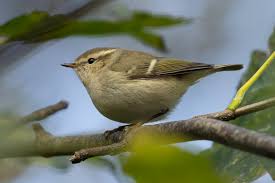 Image result for Phylloscopus humei