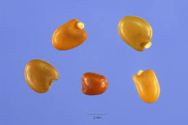 Attēlu rezultāti vaicājumam “Cytisus scoparius fruit”