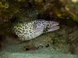 Image result for Gymnothorax moringa