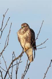 Attēlu rezultāti vaicājumam “Buteo buteo”