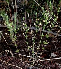 Attēlu rezultāti vaicājumam “Arenaria procera leaf”