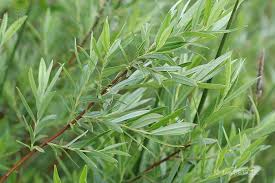 Attēlu rezultāti vaicājumam “Salix repens subsp. rosmarinifolia”