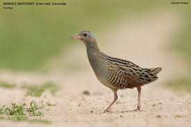 Attēlu rezultāti vaicājumam “Crex crex”