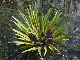 Attēlu rezultāti vaicājumam “Stratiotes aloides flower”