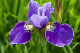 Attēlu rezultāti vaicājumam “Iris sibirica leaf”