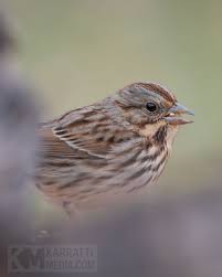 Attēlu rezultāti vaicājumam “Badhamiopsis sp.”