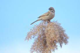 Image result for Emberiza pallasi