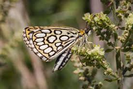 Attēlu rezultāti vaicājumam “Heteropterus morpheus upperside”