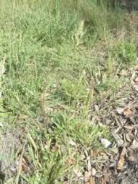 Attēlu rezultāti vaicājumam “Bromus hordeaceus subsp. hordaceus”