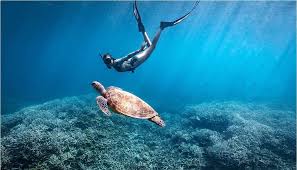 Image result for East Snorkellers