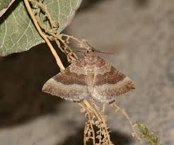 Attēlu rezultāti vaicājumam “Larentia clavaria”
