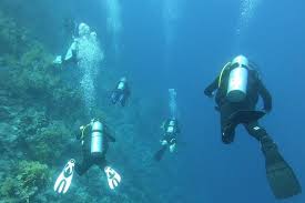 Image result for Meadurst Sub-Aqua Club