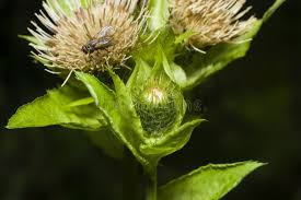 Attēlu rezultāti vaicājumam “Cirsium oleraceum leaf”