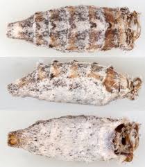 Attēlu rezultāti vaicājumam “Eupithecia subumbrata”