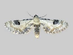 Attēlu rezultāti vaicājumam “Eupithecia sinuosaria”