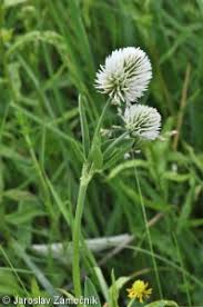 Attēlu rezultāti vaicājumam “Trifolium montanum fruit”