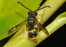 Attēlu rezultāti vaicājumam “Ancistrocerus sp.”