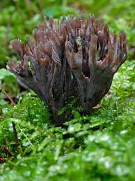 Attēlu rezultāti vaicājumam “Thelephora palmata”