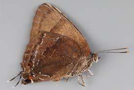 Attēlu rezultāti vaicājumam “Theclinae”