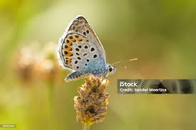 Attēlu rezultāti vaicājumam “Plebejus argus”