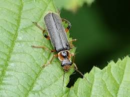 Attēlu rezultāti vaicājumam “Cantharis nigricans”