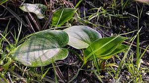 Attēlu rezultāti vaicājumam “Calla palustris leaf”