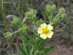 Image result for Potentilla recta