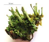 Attēlu rezultāti vaicājumam “Cladonia coniocraea”