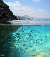 Image result for Oblada melanurus