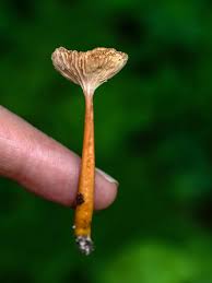 Attēlu rezultāti vaicājumam “Reticularia lycoperdon young”