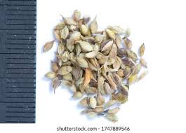 Attēlu rezultāti vaicājumam “Echinochloa crus-galli fruit”