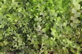 Attēlu rezultāti vaicājumam “Leiocolea rutheana sporophyte”