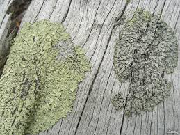 Attēlu rezultāti vaicājumam “Parmeliopsis ambigua”