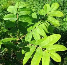 Attēlu rezultāti vaicājumam “Juglans mandshurica female flower”