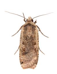 Attēlu rezultāti vaicājumam “Noctua fimbriata larva”