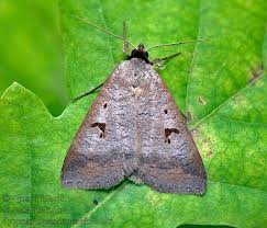 Attēlu rezultāti vaicājumam “Lygephila pastinum”