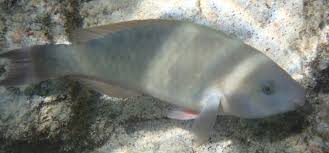 Image result for Scarus psittacus