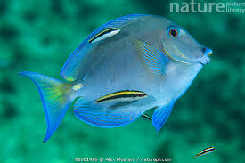 Image result for Acanthurus coeruleus