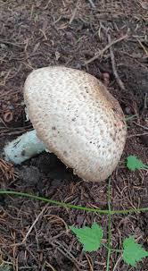 Attēlu rezultāti vaicājumam “Lignydium muscorum spores”