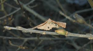Attēlu rezultāti vaicājumam “Salix cinerea”