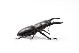 Attēlu rezultāti vaicājumam “Lucanidae”