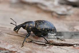 Attēlu rezultāti vaicājumam “Korynetes caeruleus”