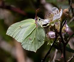 Attēlu rezultāti vaicājumam “Gonepteryx rhamni upperside”