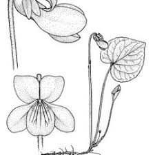 Attēlu rezultāti vaicājumam “Viola epipsila leaf”