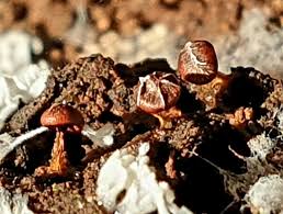 Attēlu rezultāti vaicājumam “Diderma floriforme stalked”